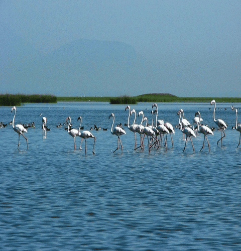 Chilika-ezgif.com-webp-to-png-converter