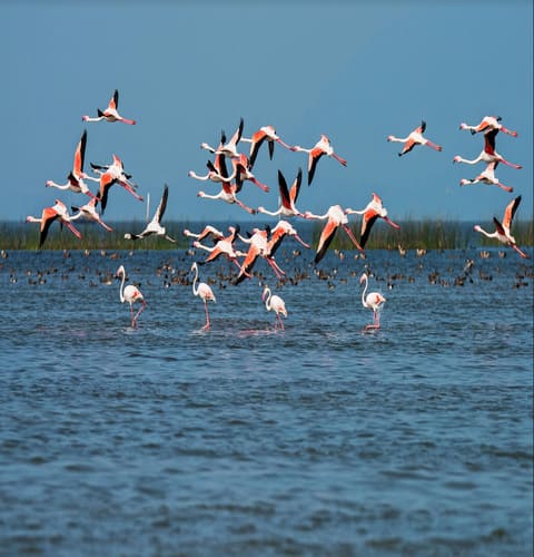 chilika birds